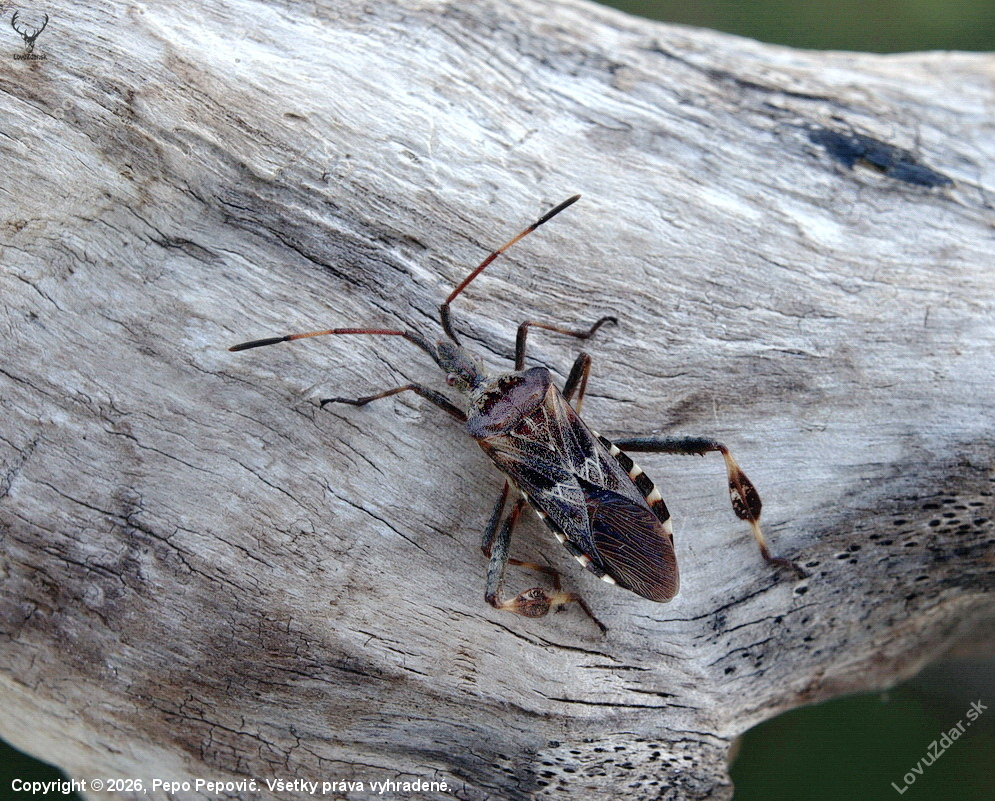 obrubnica americka