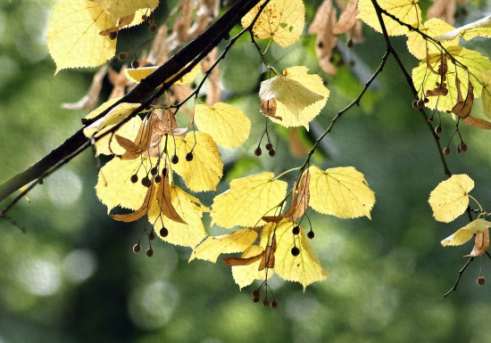 zjesenievanie