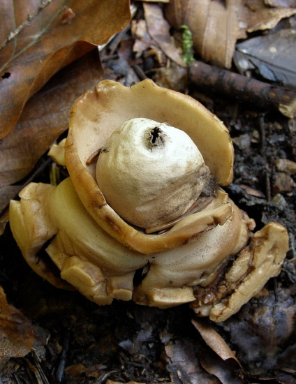 hviezdovka trojitá (Geastrum triplex)