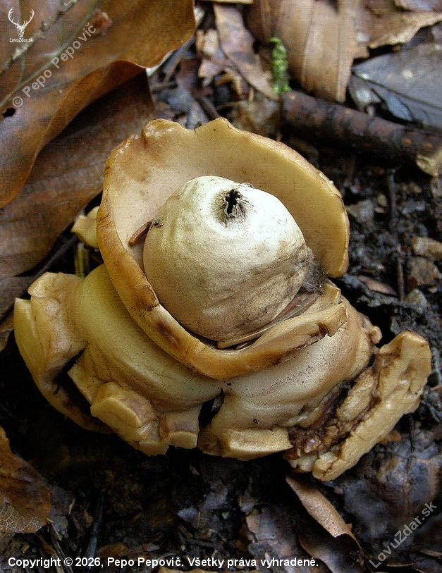 hviezdovka trojitá (Geastrum triplex)