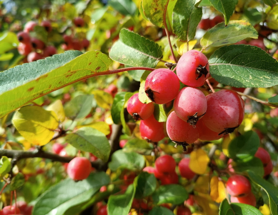 okrasná jabloň,Malus Evereste