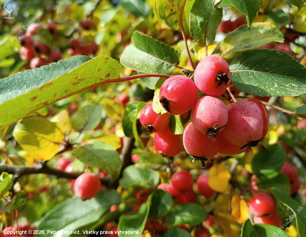okrasná jabloň,Malus Evereste