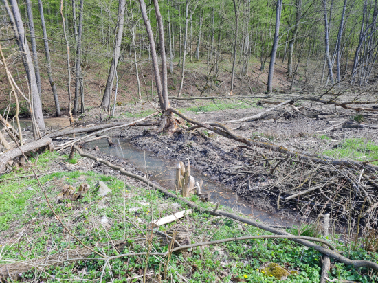 vrátili sa už aj k nám a tvrdo makajú...