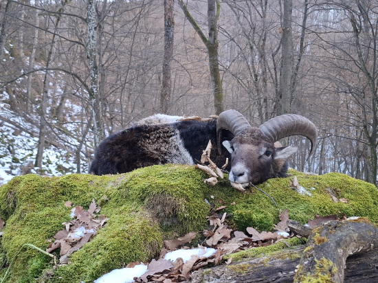 Úspešná posliedka...