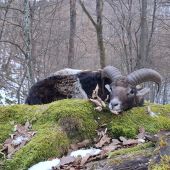 Úspešná posliedka...