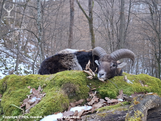 Úspešná posliedka...