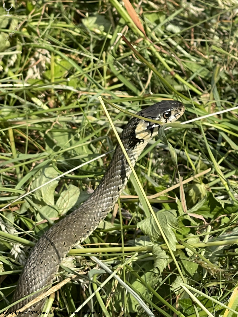 Užovka