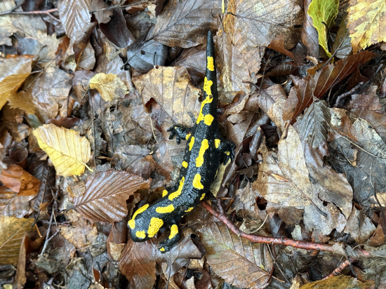 Salamandra škvrnitá