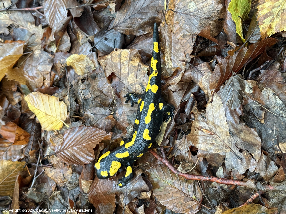 Salamandra škvrnitá