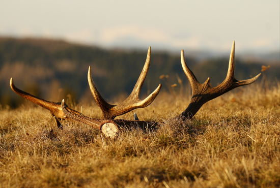 Dohľadani jedno paroznik
