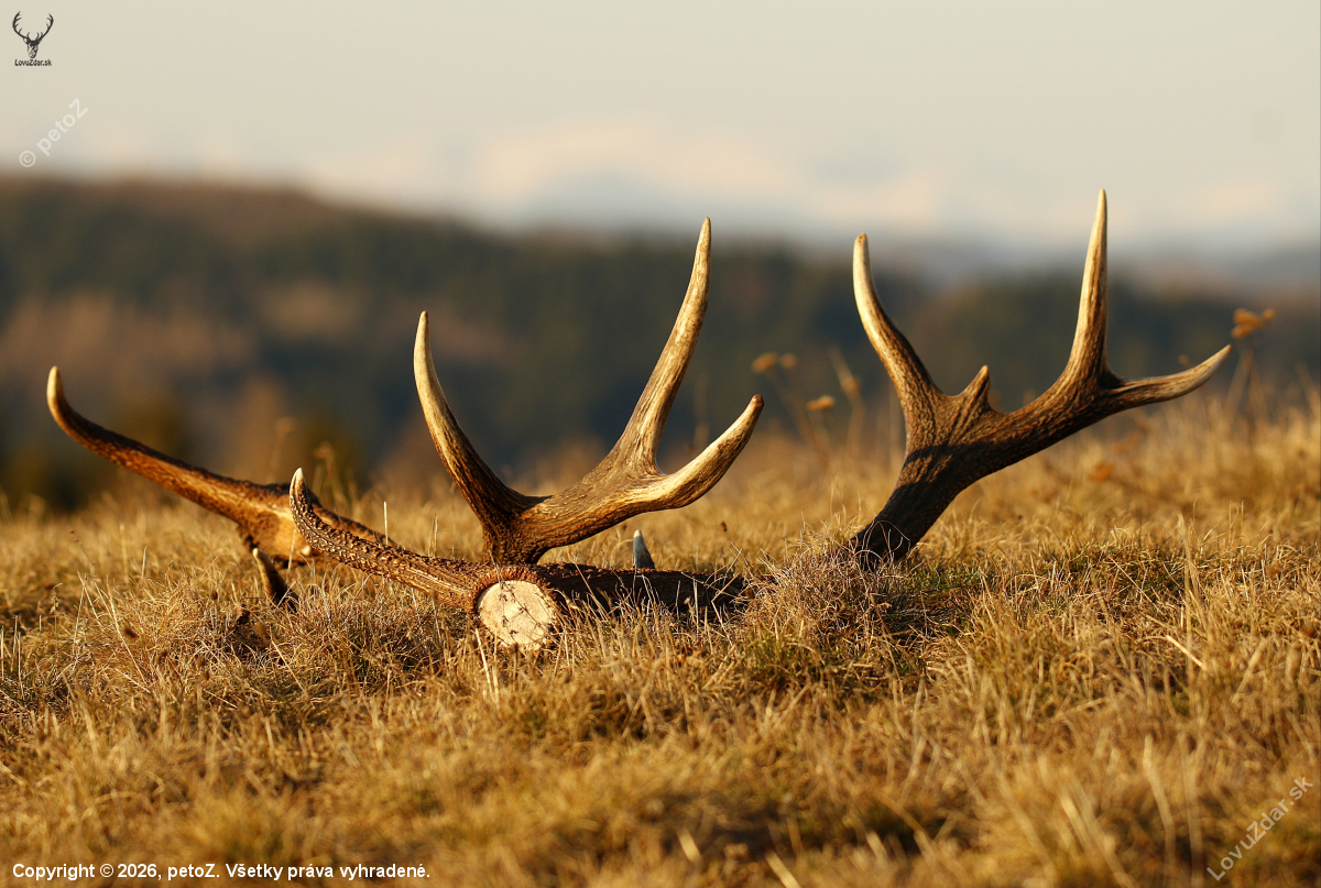 Dohľadani jedno paroznik