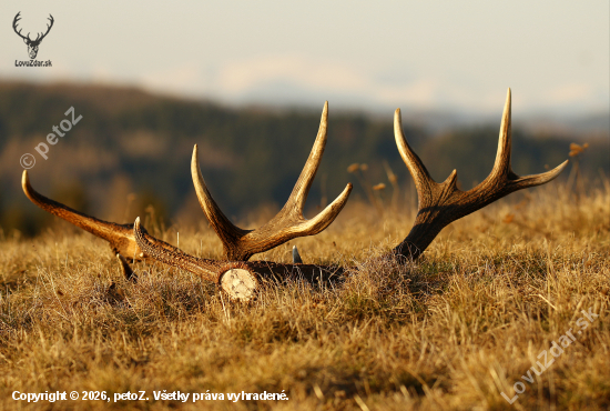Dohľadani jedno paroznik