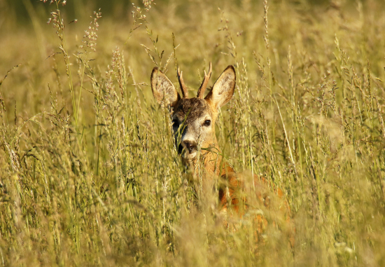 Vydlačik