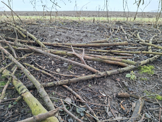 Slušný šesterák.