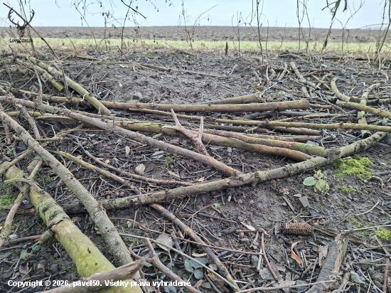 Slušný šesterák.