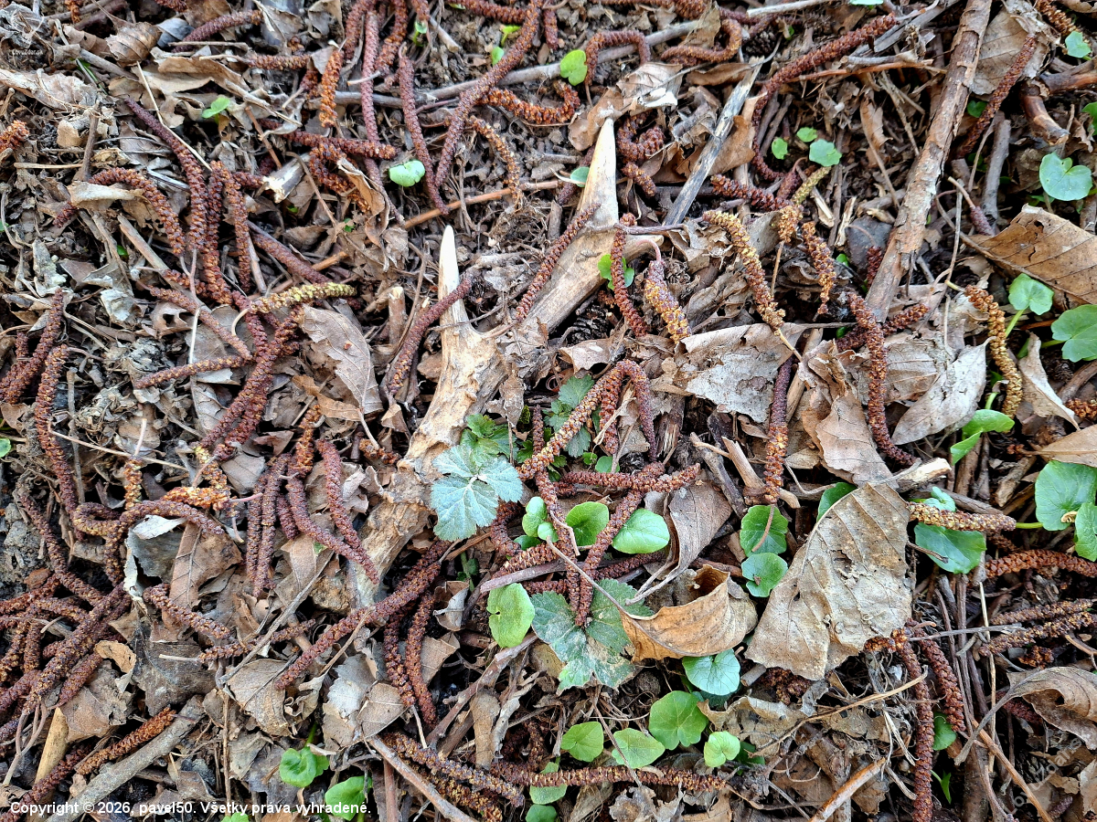 Málem jsem ho poonďal ;-)))