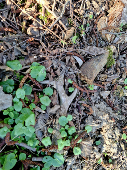 Zašlapaný v bahně.