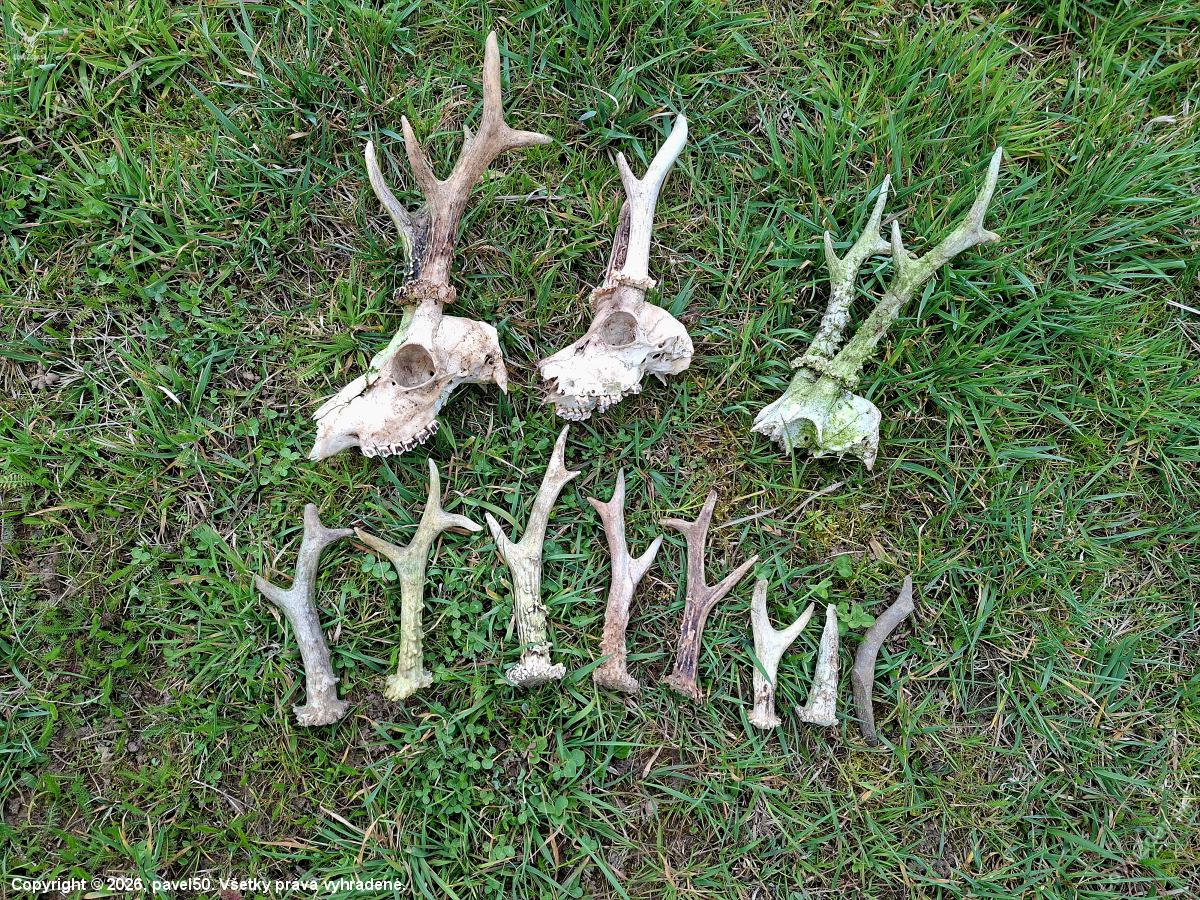 Neúnavné štěstí.