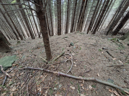 Tam kde jeleni spí.