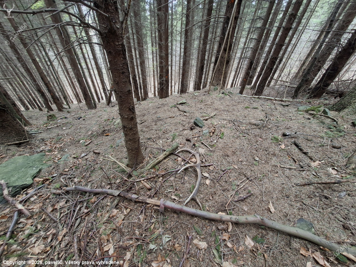 Tam kde jeleni spí.