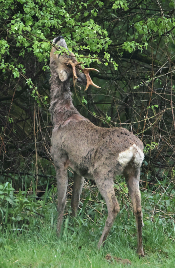 Mladé listí chutnalo.