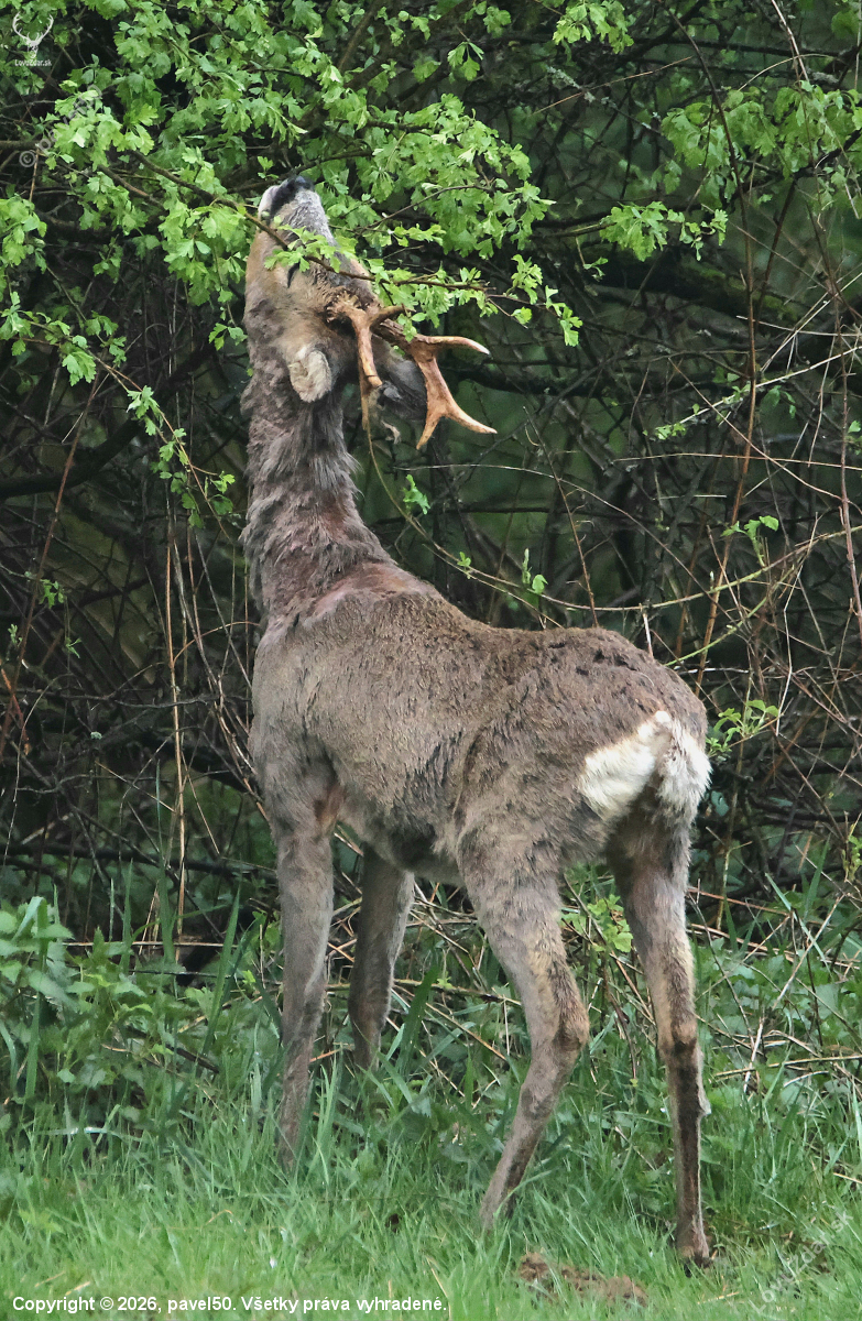 Mladé listí chutnalo.