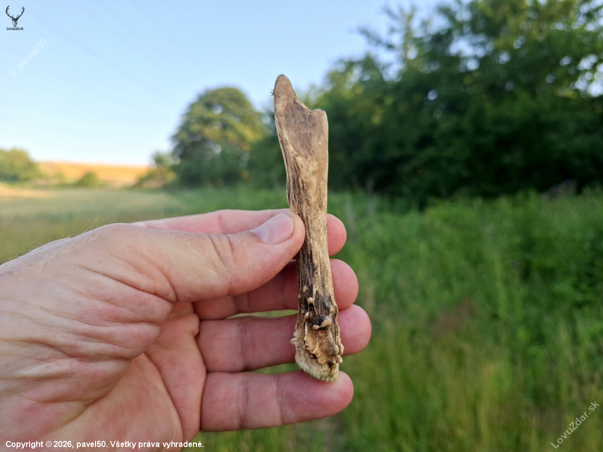 Při fotolovu.