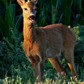 Starší pánko.