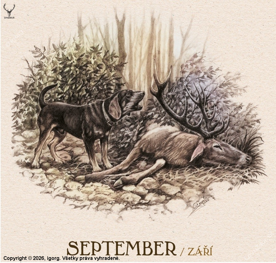 September-čas lovu jeleňa