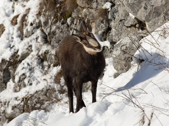 Trpezlivé čakanie a ukázal sa