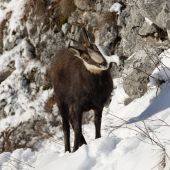 Trpezlivé čakanie a ukázal sa