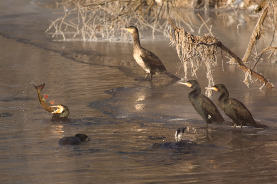 Rybolov na Hornáde už začal