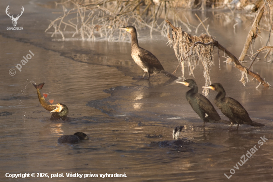 Rybolov na Hornáde už začal