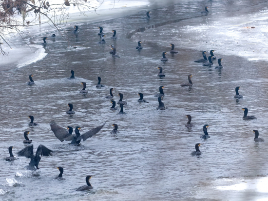 Invázia na Hornáde