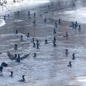 Invázia na Hornáde