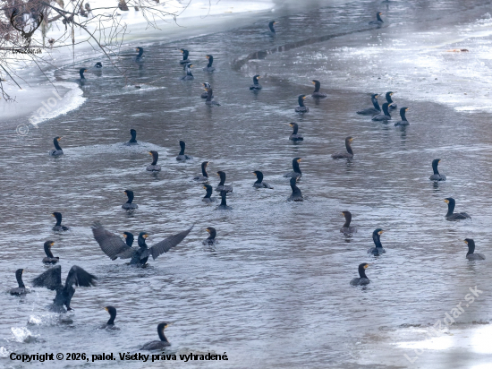 Invázia na Hornáde