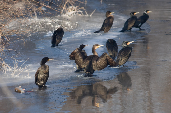 Väčšie ryby nechávajú pre iných stolovníkov