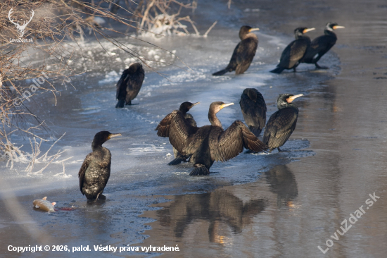 Väčšie ryby nechávajú pre iných stolovníkov