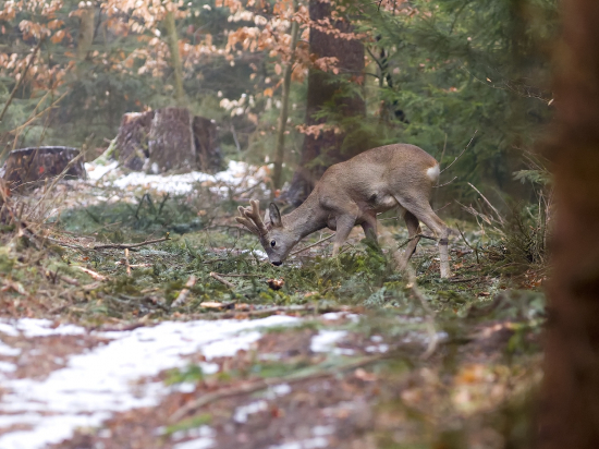 Niečo mu zachutilo!