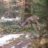 Niečo mu zachutilo!