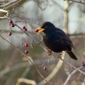 Dopĺňal si vitamíny