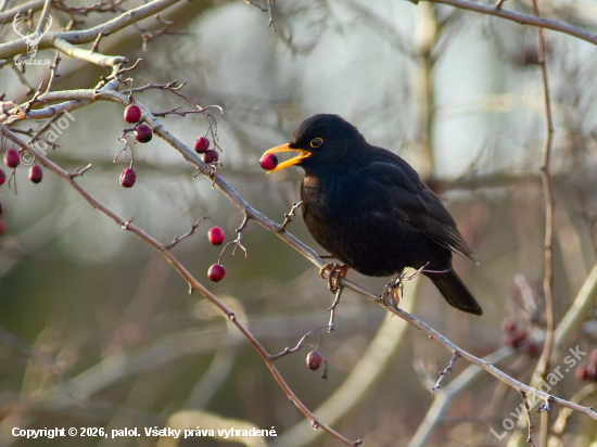 Dopĺňal si vitamíny