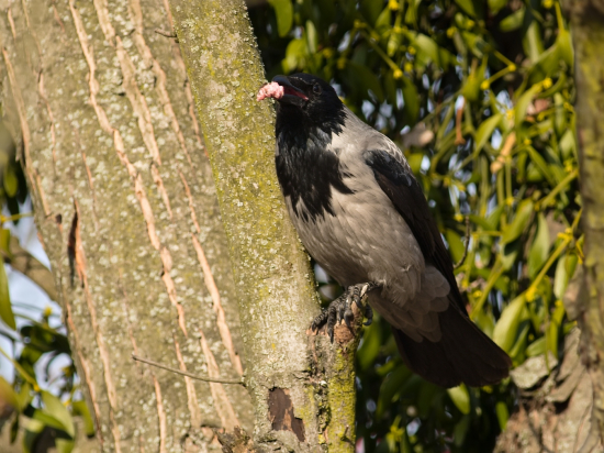 Zlodejka prichytená pri plienení hniezda