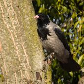 Zlodejka prichytená pri plienení hniezda