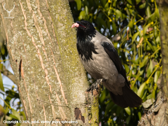 Zlodejka prichytená pri plienení hniezda