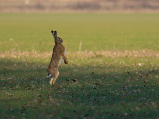 Vojáčik na stráži