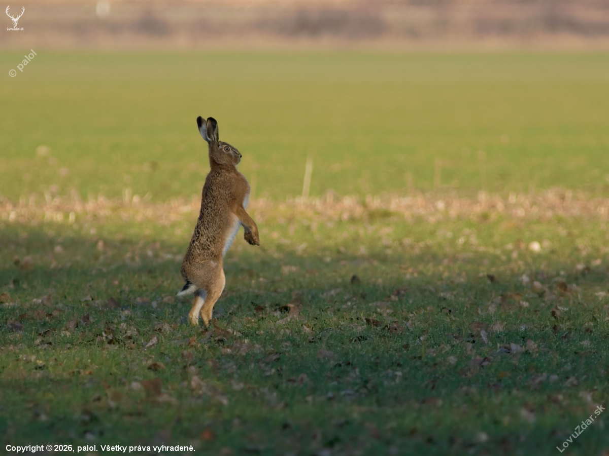 Vojáčik na stráži