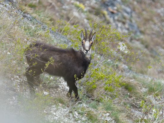 Jar je už tu, bude sa maškrtiť