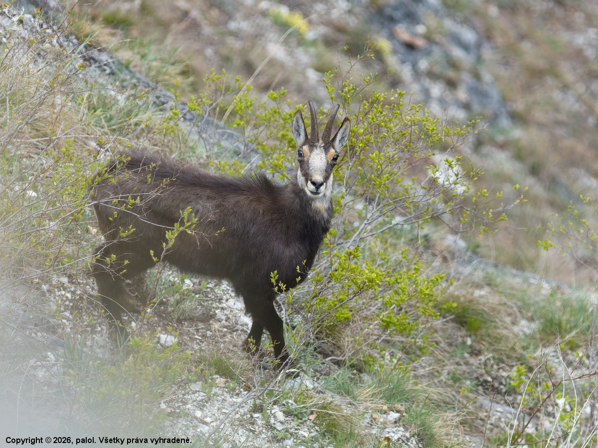 Jar je už tu, bude sa maškrtiť