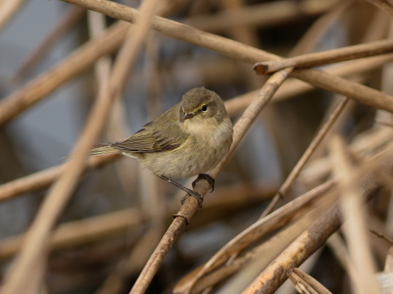 Kolibiarik čipčavý
